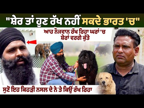 "Can't Keep Lions in India Anymore" – This Young Man Is Raising Lion-Like Dogs at Home, Interview