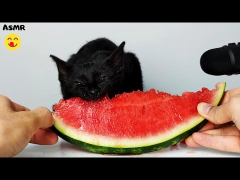 Kitten eating Watermelon ASMR - YouTube