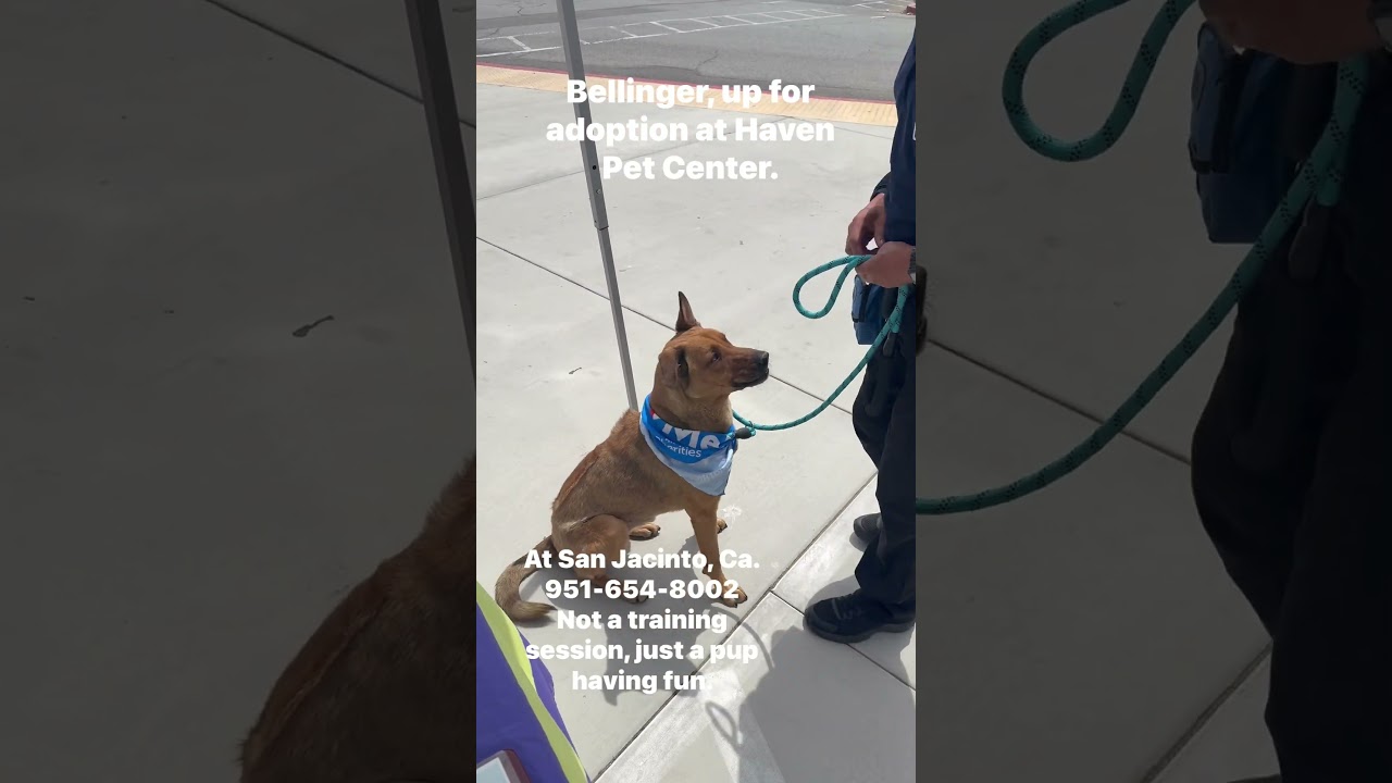 Bellinger, a Adoptable mixed breed in San Jacinto, CA video 6/6