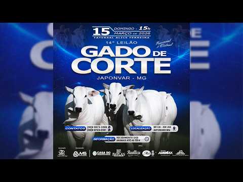 Leilão de Gado  -  14º Leilão Gado de Corte  RR Leilões