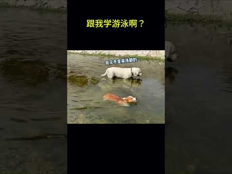 搞笑动物系列第1120集 柯基的腿能有多短! #搞笑 #黑熊 #animals #搞笑 #黑熊 #熊日常 #熊日常 #搞笑视频 #黃狗 #搞笑视频 #黃狗 #funny #萌宠 #老友狗狗