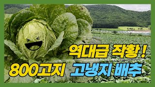 눈에띄게 좋은 고냉지배추 생육상태! 강원도 고냉지배추에 대해 알아보자