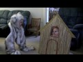 Three Little Pigs and the Big Bad Wolf - BEST!!! WONDERFUL CHILDREN'S VIDEO!!