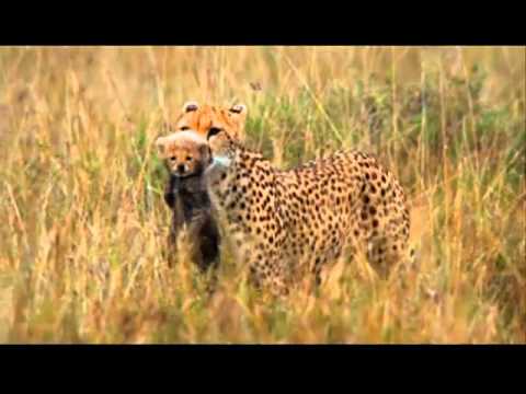 African Cats (2011) Official Trailer