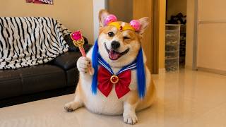 かわいい動物動画 🐶🐱 | 癒しと笑顔を届ける名場面
