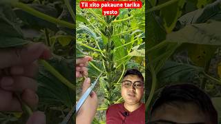 Download lagu Til xito pakaune tarika yesto rahixa hernus #trending #agriculture #farming #oli #flowers #food mp3