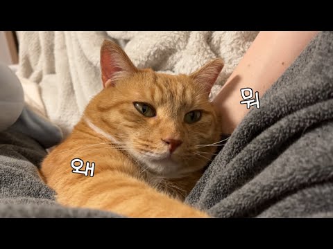 집사들 사이에 끼어버린 고양이