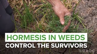 Hormesis in weeds