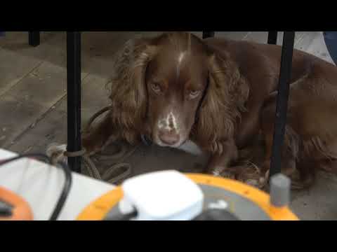 Harvard 402MPA CB27/81 UK FM CB radio -  repair & service