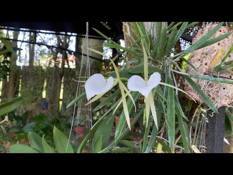 Orchid Shuffle, Hurricane Isaias Update, Quick Video