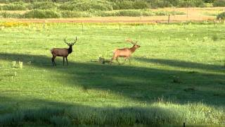 preview picture of video 'Elk in Alpine, Arizona'