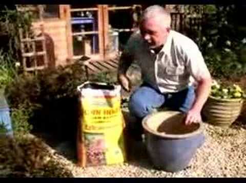 download lagu mp3 mp4 Can A Rhododendron Live In A Pot, download lagu Can A Rhododendron Live In A Pot gratis, unduh video klip Can A Rhododendron Live In A Pot