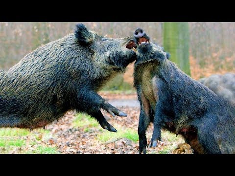 , title : 'قتال شرس بين الخنازير البرية من أجل التزاوج'