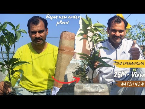 Royal Blue Mango vs. other Mango Varities#gardening