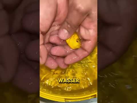 Die Goldfisch Mutter rettete ihre Babys bis zum letzten Atemzug #shorts #fische