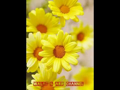 , title : 'لغة الطبيعة 2_ورود صفراء #yellow flowers'