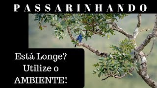 DICA de composição! Ave LONGE? Utilize o ambiente! Assista o vídeo.