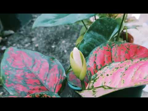 Relaxing short video. Flowers and more 🌻♥️