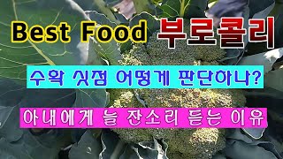[텃밭농부 1,516]  베스트푸드 보로콜리. 최적의 수확 싯점은 이때다. #부로콜리 재배.