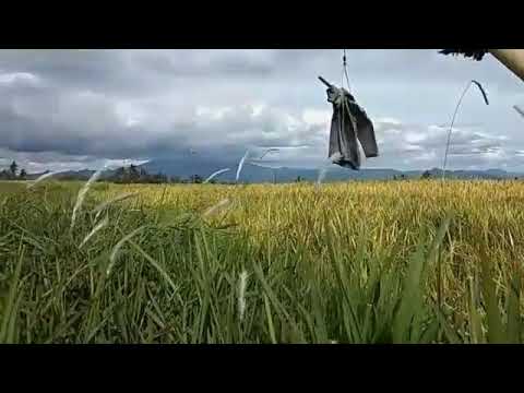 Nagari Sungai Jambu,part 1