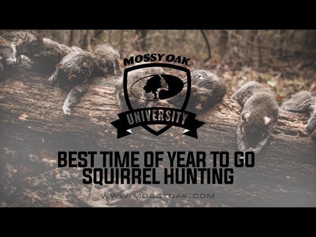 Squirrel Hunting 101 Everything You Need To Know Mossy Oak