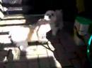 Ashira and Zeona, Shih-Tzu's playing
