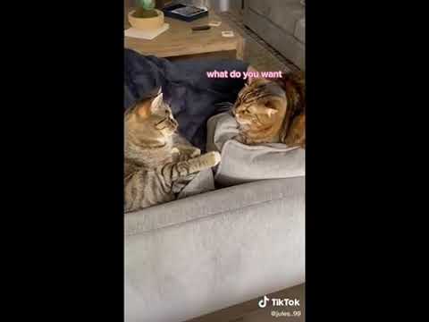 Funniest Animals Ever, cats video ,