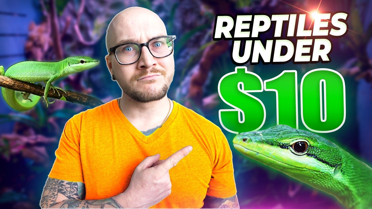 The Best Pet Reptiles For UNDER $10