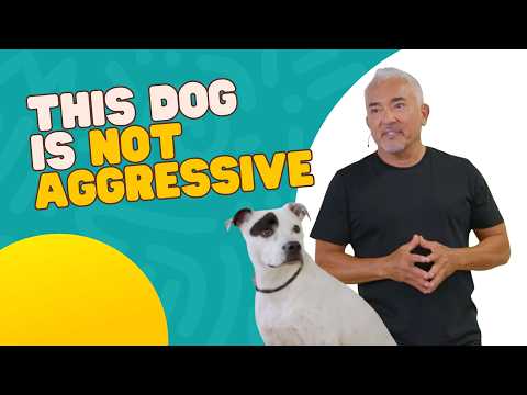 Think It’s the Breed? This Is Why Your Dog Is Barking | Dog Fixes with Cesar Millan