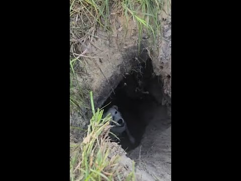 Dog rescued from a sinkhole in Florida
