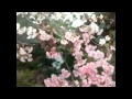RYTHEM 桜唄 ～ Sakura Uta ～ 