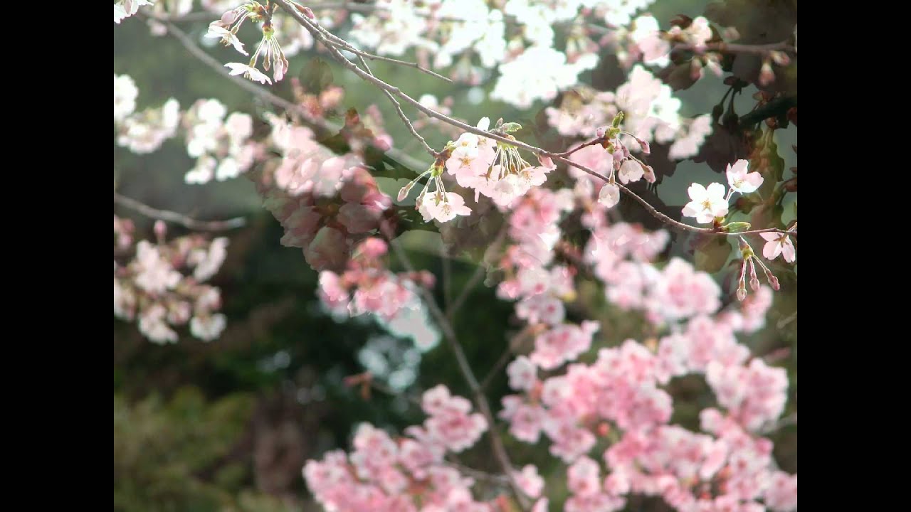 RYTHEM 桜唄 ～ Sakura Uta ～