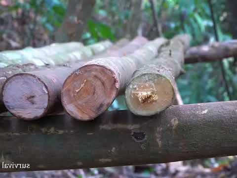 Making a Shelter | Camping in Jungle | Jungle Survival & Bushcraft Adventure | BushCraft.nvt717