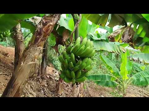 Fazenda 52 hecta 10 meio alq R$570,00mil 8 km da cidade Novorizonte Mg norte ZAP 38)999379597 Daniel