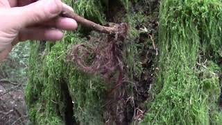 We think we found sasquatch hair.