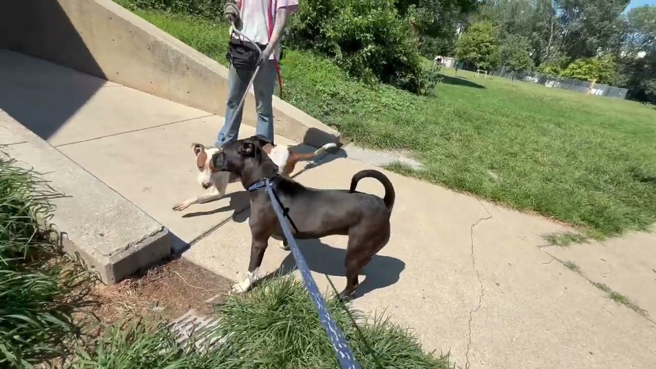 Pippet's Leash Test 4