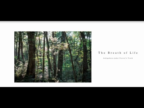 Aokigahara Jukai Forest’s Truth　～A Cradle of Life at the Base of Mt. Fuji～