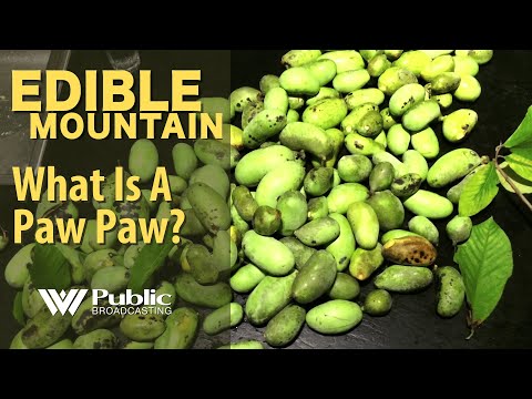 Edible Mountain - What Is A Paw Paw?