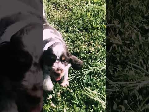 English Cocker Spaniel puppy for sale
