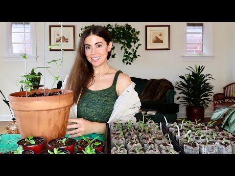 Growing Morning Glory Indoors & Starting More Seeds
