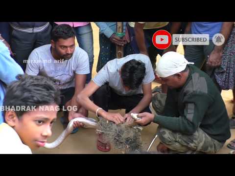 Monocled Cobra Snake Rescue In Belda, Arnapal, Bhadrak, Odisha