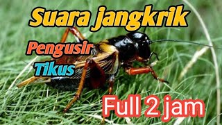 Download lagu Suara jangkrik pengusir tikus full 2 jam mp3