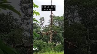 Download lagu cara jitu pikat burung gereja mp3