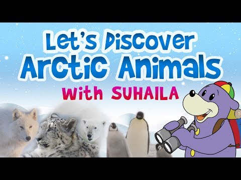 Let's Discover Arctic Animals with Zaky & Suhaila