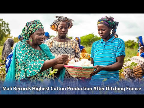 Mali Records Highest Cotton Production After Ditching France