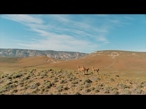 GUANACOS: Research to Conserve | WCS Argentina