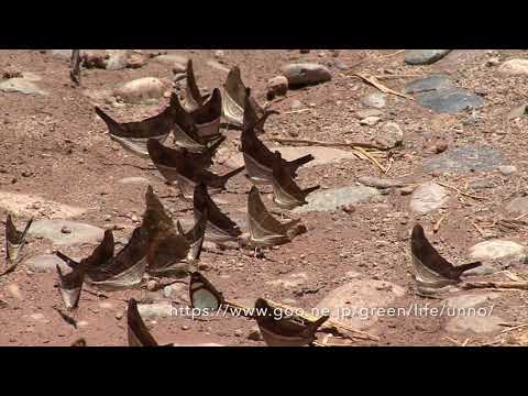 群れ飛ぶツルギタテハ　Marpesia spp（ペルー）