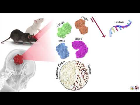 Splicing machinery dysregulation drives glioblastoma development: oncogenic role of SRSF3