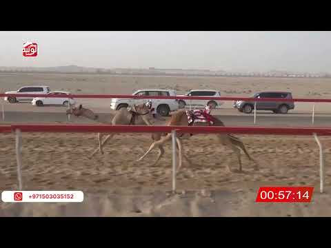  ش 11 (الشاهينيه) لـ مايد خلفان بن خصيبه الظاهري 2:15 ، شارة صندوق حلفه 2026/05/03 فطامين سويحان