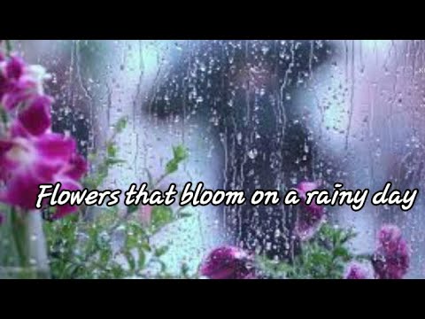 Flowers that bloom on a rainy day🌹